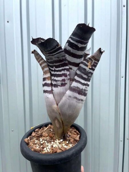 エクメア チャンティニー 『ブラックアイス』 5号鉢 ③ Aechmea chantinii Black Ice