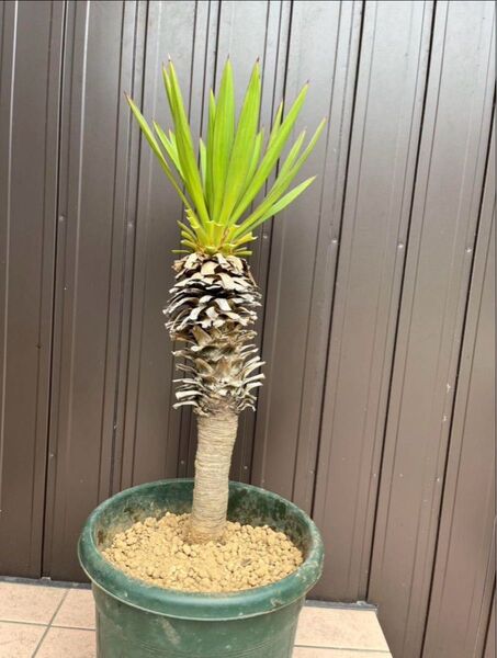 【安心発根済み】 ユッカグロリオサ キミガヨラン 芋付き