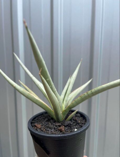 サンスベリア ダンシングドラゴン Dancing Dragon Sansevieria アガベ