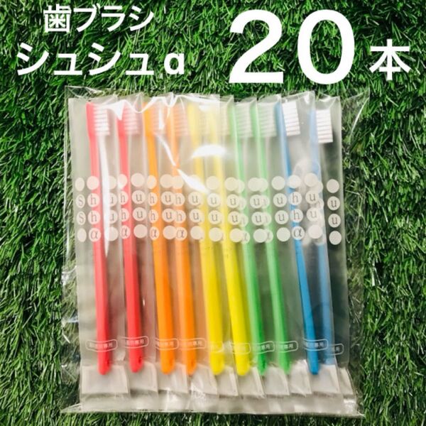 大人用 歯ブラシ 20本 セット ふつう シュシュ 歯科
