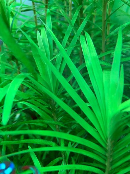 ★水草 エイクホルニアspローライマ 完全水中 エイクフォルニア 1本、3本、5本★
