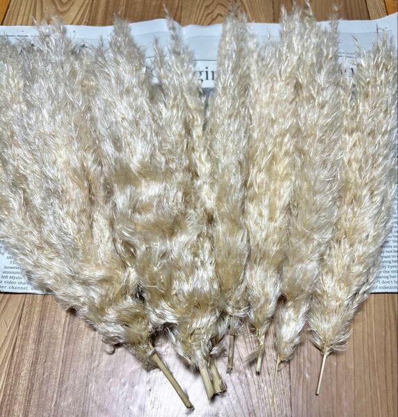 ドライフラワー パンパスグラス 約30cm ③ 訳あり