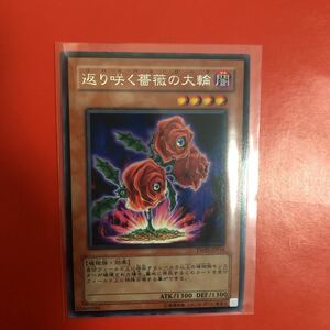 遊戯王 . 返り咲く薔薇の大輪