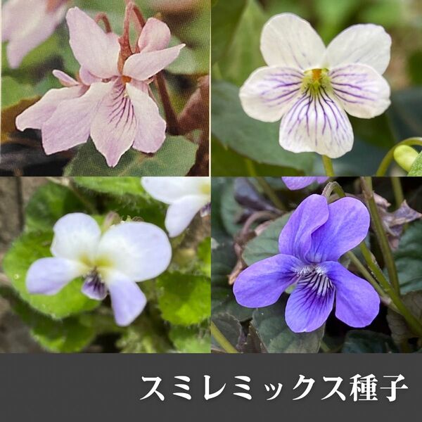 スミレミックス種子30粒B