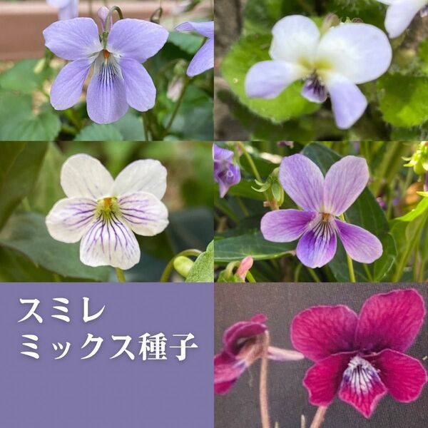 スミレミックス種子30粒C