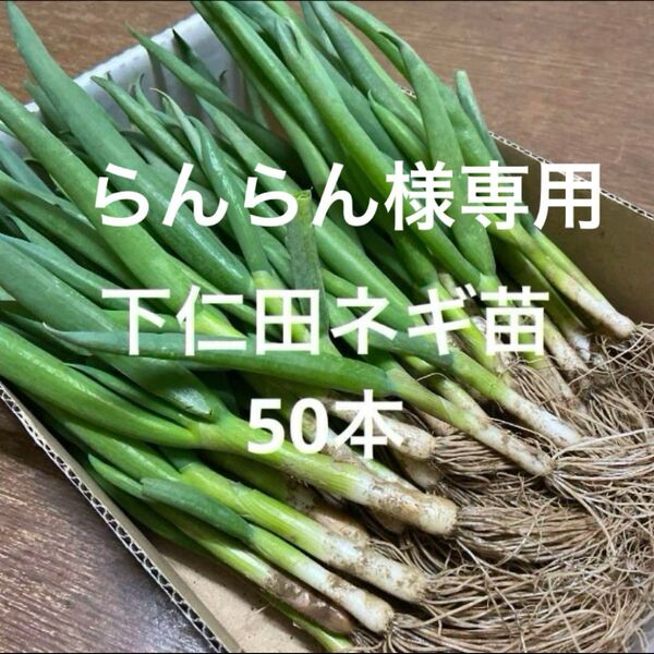 下仁田ねぎ苗50本