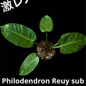 【超激レア】Philodendron Reuy sub marble