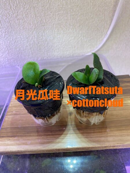 ビカクシダ 小苗 2種セット
