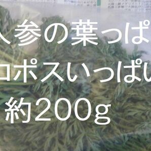 人参の葉っぱ うさぎのエサ用 ネコポスいっぱい 約200g