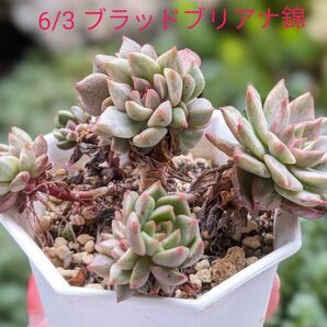 多肉植物 エケベリア ブラッドブリアナ錦 韓国苗