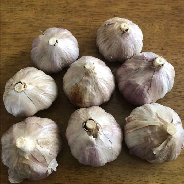 遠州極早生にんにく 箱込み4kg にんにく にんにく