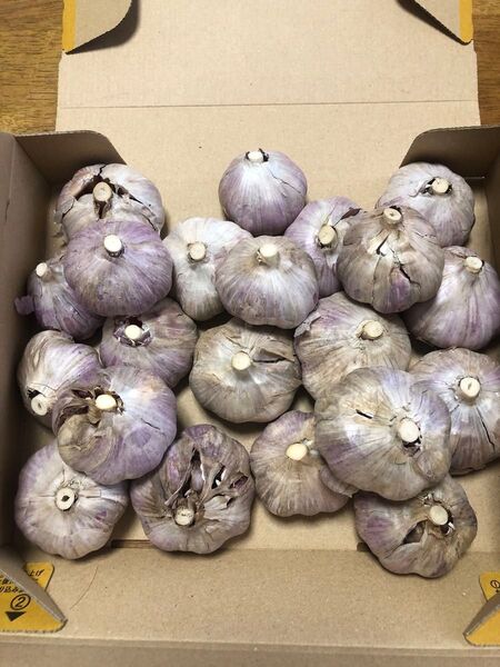 遠州極早生にんにく 箱込み1kg にんにく
