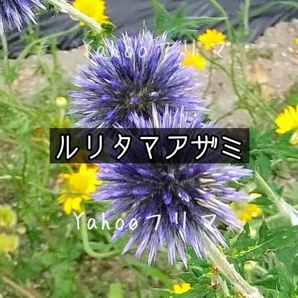 ルリタマアザミ 花の種 12粒