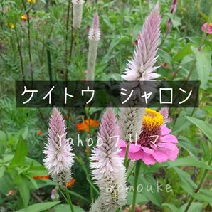 ケイトウ シャロン 花の種 200粒