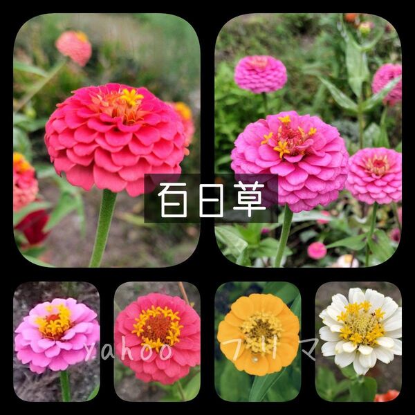 百日草 花の種 100粒