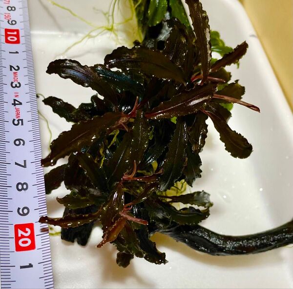 ブセファランドラspクダガン 2株◆完全水中葉◆無農薬ー貝無し◆オマケ
