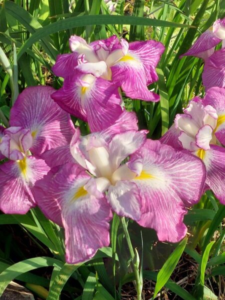 花菖蒲 2本