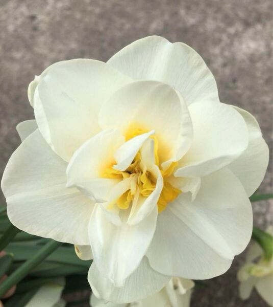 今年開花した球根 2球 八重咲き 水仙 球根/白×黄色/スイセン球根 水仙球根 スイセン