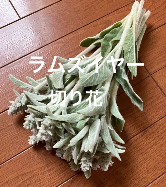 フレッシュ ラムズイヤー 15本 切り花 無農薬/カット苗・ドライフラワー・リース・花材
