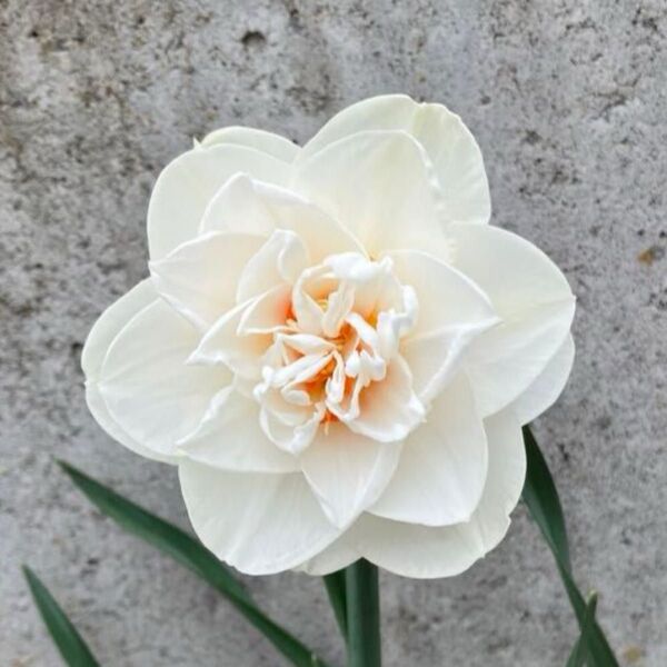 開花球 2球 水仙球根/八重咲き・香り水仙・白/スイセン 水仙 球根 芳香性 芳香 スイセン球根