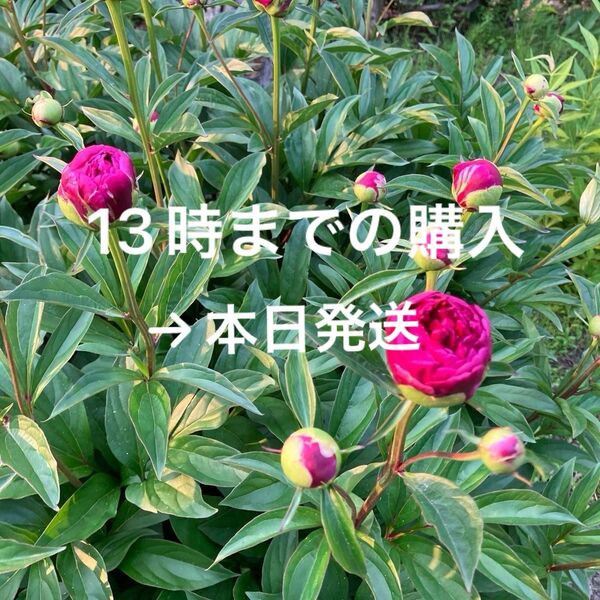 生花 芍薬 蕾 切花 6本 濃いピンク 中輪/無農薬栽培・家庭用・ご自宅用・切り花・シャクヤク・芳香・つぼみ