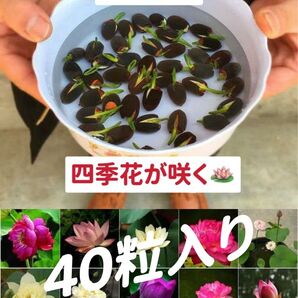 ミニハスの種 茶碗蓮 蓮子の種 ハスの種 混色 屋内外植付け可能 40粒入り 超お得な値段設定