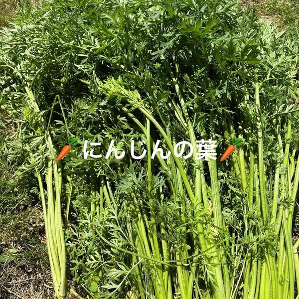 無農薬栽培採れたての人参葉ネコポスいっぱい6月7日収穫発送