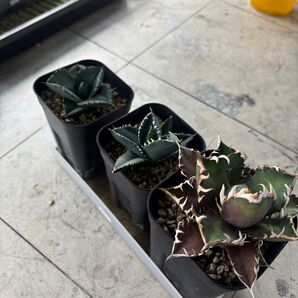 64 アガベ中株3株まとめ売り赤猫、柊月、ジャガーノート