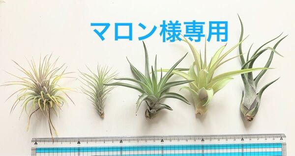 ティランジア エアプランツ 5種セット