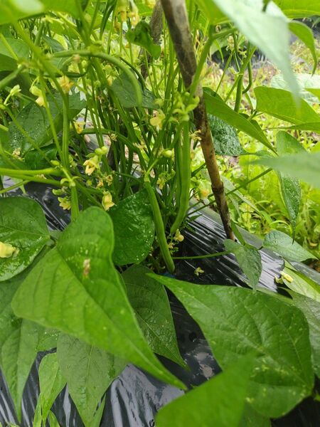 新鮮!採れたてインゲン無農薬有機栽培 愛媛県内子町産
