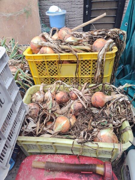 玉ねぎ 訳あり約3kg無農薬有機栽培 愛媛県内子町産