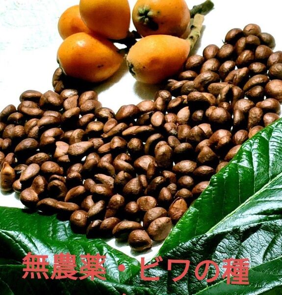 無農薬栽培 ・自然栽培★家庭菜園のビワの種 ★約500グラム