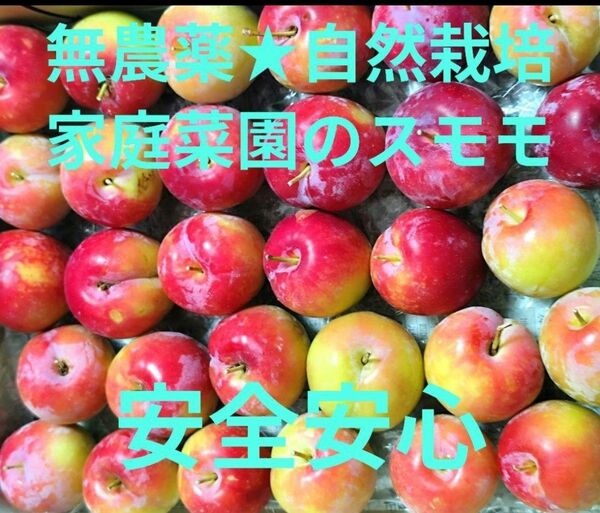 無農薬★自然栽培 家庭菜園のスモモ ★安全安心!