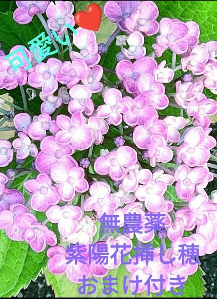 無農薬・紫陽花挿し木用挿し穂・オマケ付き