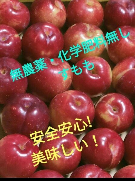 無農薬・自然栽培・家庭菜園・スモモ・クロネココンパクトの箱いっぱい。