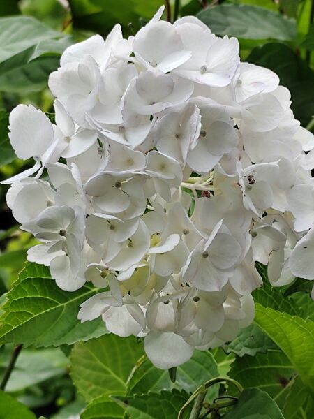 無農薬・紫陽花挿し木用挿し穂5本・オマケ品…5本