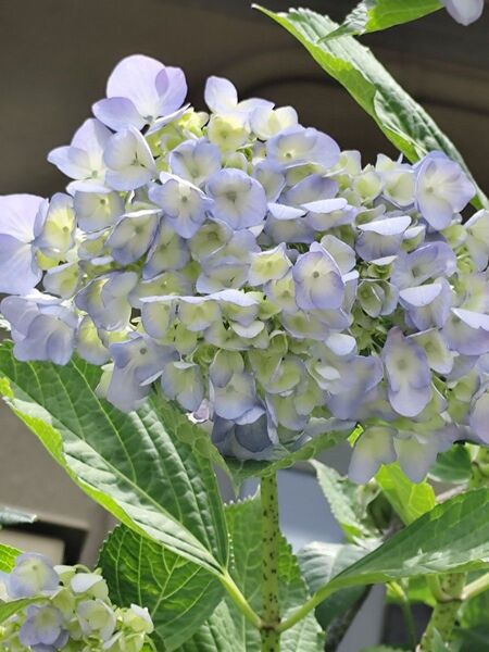 無農薬・紫陽花挿し穂5本・オマケ品…5本