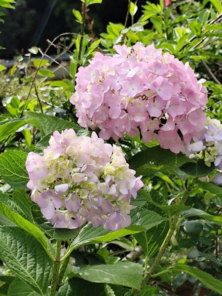 無農薬・紫陽花挿し木用挿し穂5本・オマケ品…5本