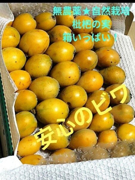 無農薬・自然栽培・ビワの実・約1キロ・安全安心のビワ