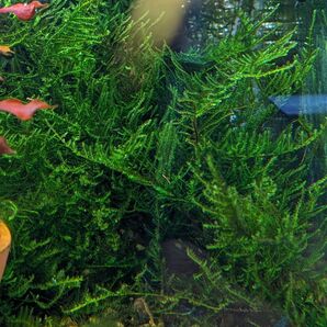 水草 ピーコックモス 水中葉 20グラム