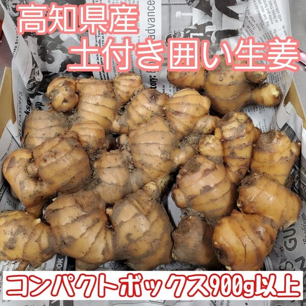 高知県産土付き囲い生姜900g
