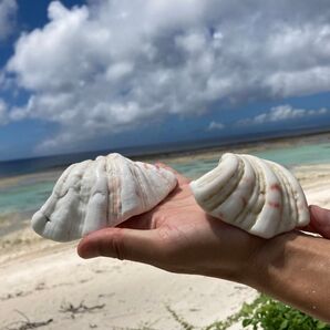 神の島 多良間島 の 癒しの シャコガイ 2個セット 魔除け お守り