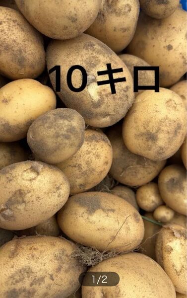 鹿児島県阿久根市産 じゃがいも ニシユタカ 10キロ