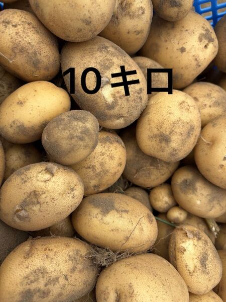 鹿児島県阿久根産 じゃがいも ニシユタカ じゃがいも