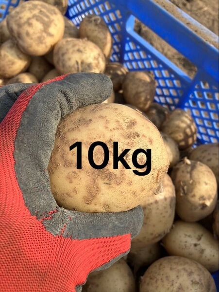 訳あり!10kg 鹿児島県阿久根産 じゃがいも ニシユタカ