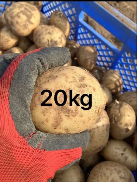 訳あり 20kg 鹿児島県阿久根産 じゃがいも ニシユタカ