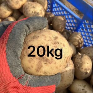 訳あり 20kg じゃがいも ニシユタカ