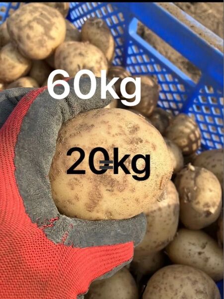 訳あり 60kg じゃがいも ニシユタカ