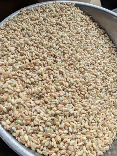 令和6年産茨城県産コシヒカリくず米 約10kg
