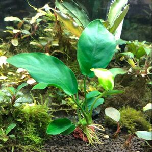 アヌビアス ナナ溶岩石付き2個 セット
